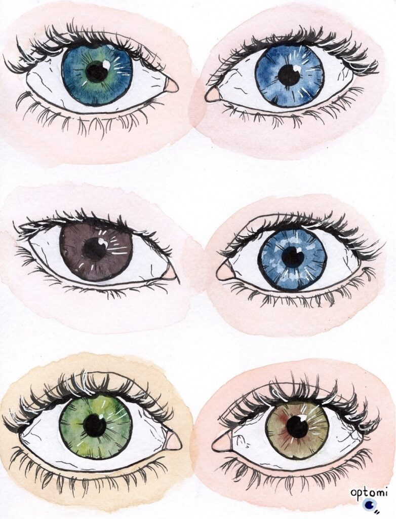 Różne kolory tęczówek. Oczy zielone, niebieskie, piwne. Kolor tęczówki stężenie melaniny